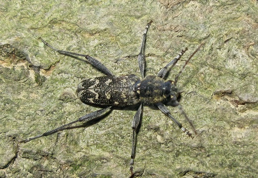 Insekten