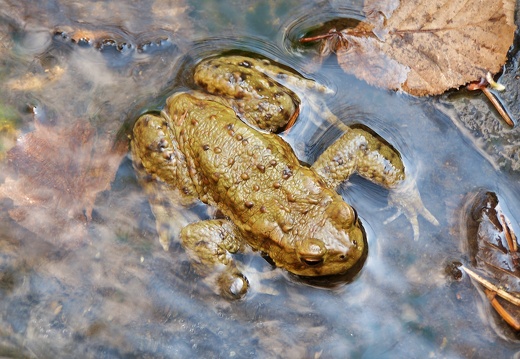 Amphibien
